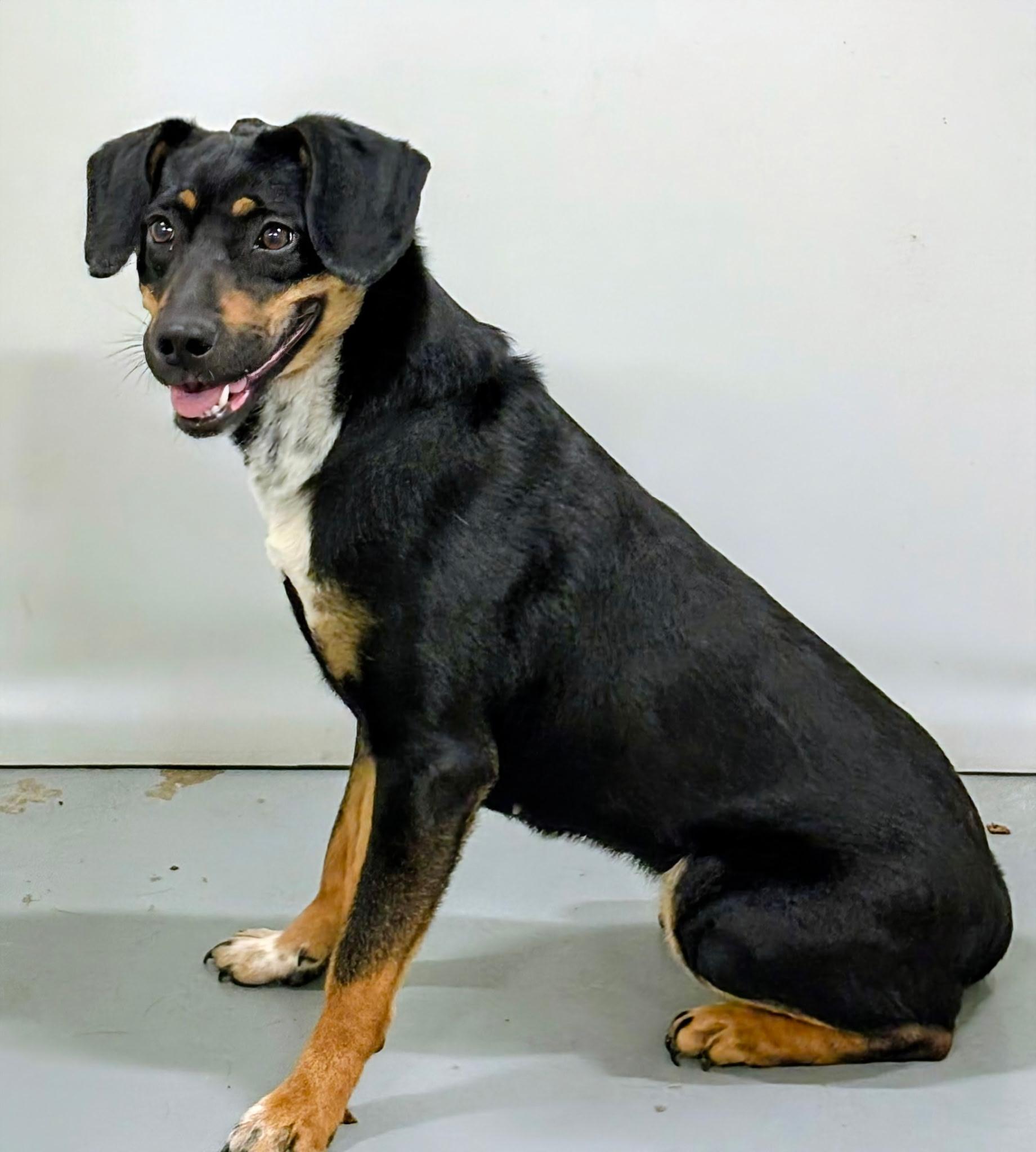 Enlarge Astrid, a ADOPTABLE Mixed Breed in Aurora, NE image 2/4