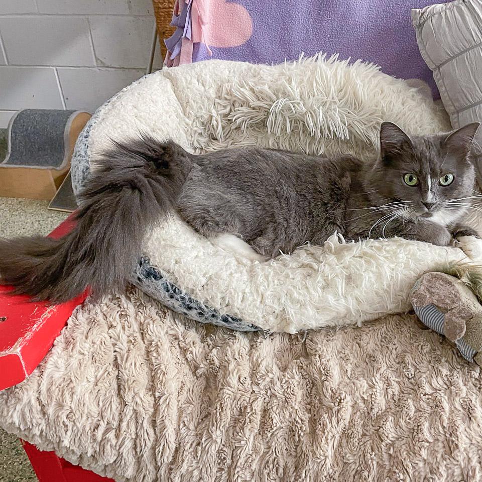 Enlarge Seven, a Adoptable mixed breed in Huntley, IL image 2/6