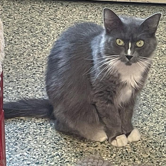 Enlarge Seven, a Adoptable mixed breed in Huntley, IL image 5/6