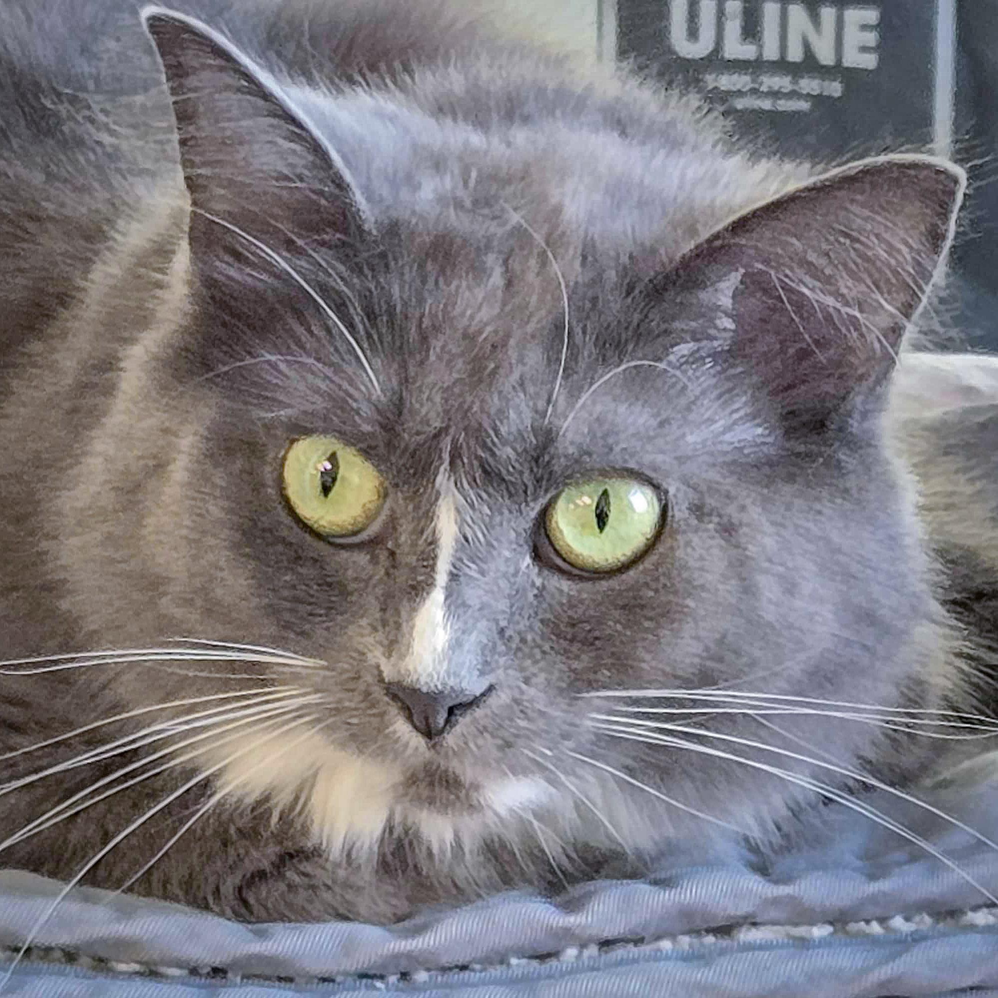 Enlarge Seven, a Adoptable mixed breed in Huntley, IL image 1/6