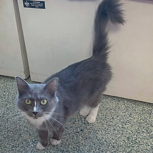 Enlarge Seven, a Adoptable mixed breed in Huntley, IL image 6/6