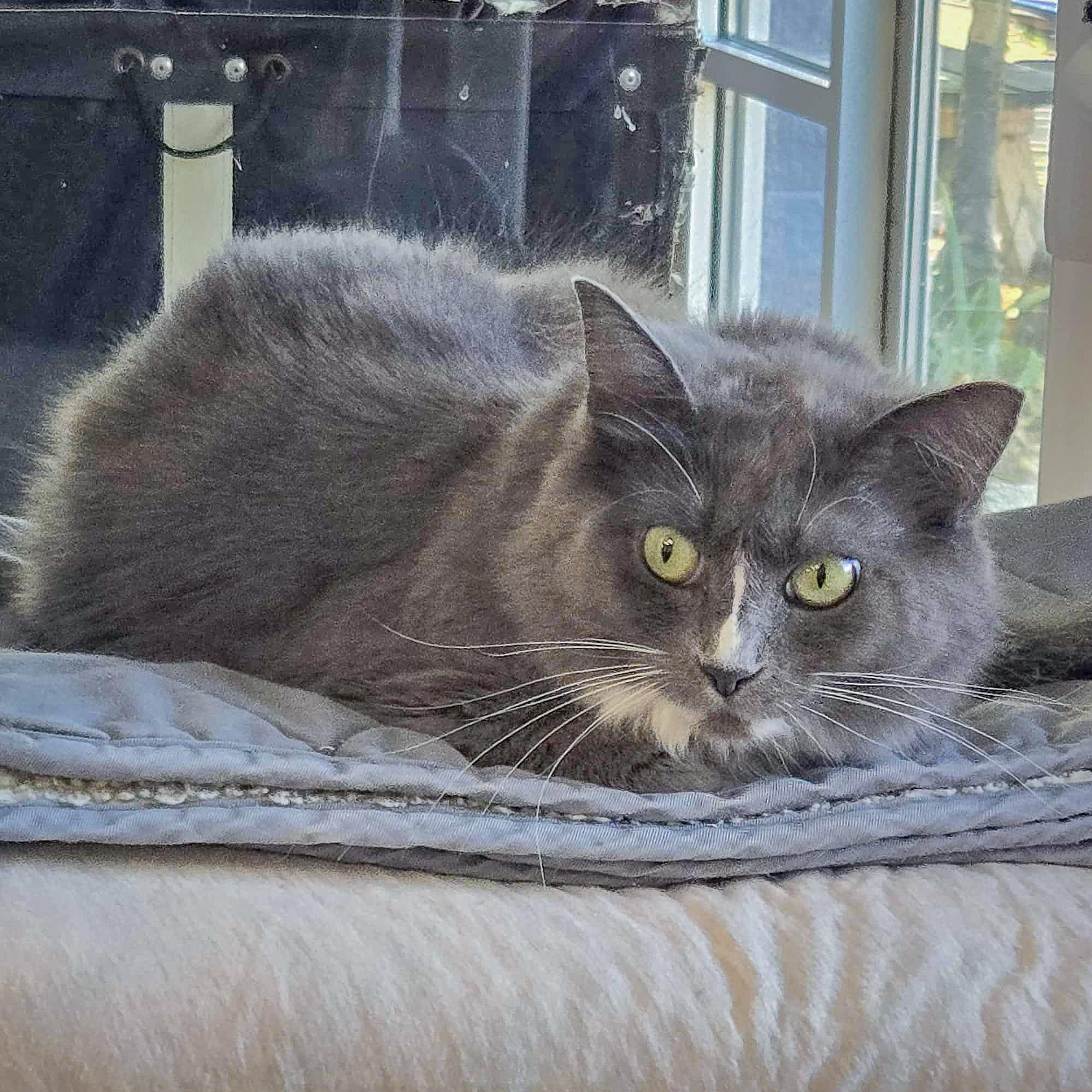 Enlarge Seven, a Adoptable mixed breed in Huntley, IL image 3/6