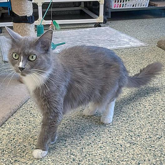 Enlarge Seven, a Adoptable mixed breed in Huntley, IL image 4/6