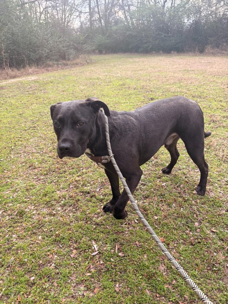 Dog Kennel #38 Duke, Adoptable, Adult Male Pit Bull Terrier & Mixed Breed.