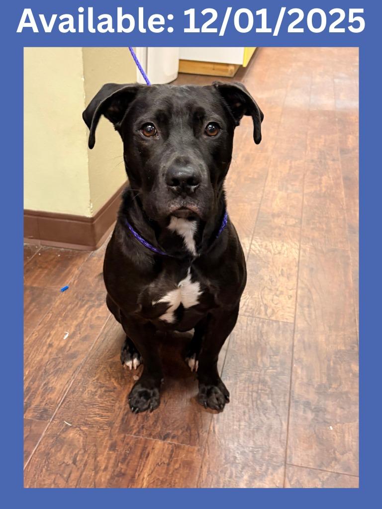 Enlarge Dog Kennel #38 Duke, a Adoptable mixed breed in Greenville, TX image 1/1