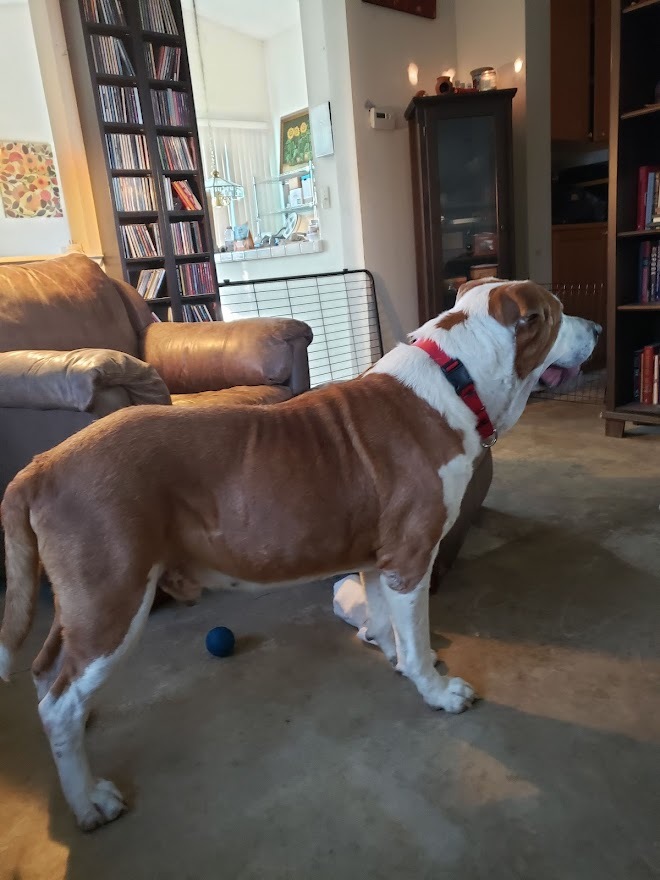 Enlarge Bailey - SENIOR!!, a Adoptable mixed breed in Rocklin , CA image 9/12