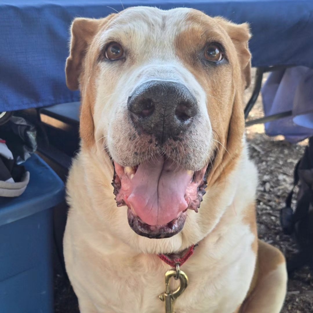 Bailey - SENIOR!!, a Adoptable mixed breed in Rocklin , CA image 1/12