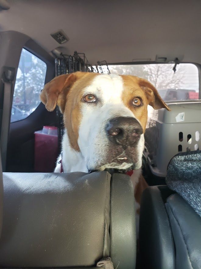 Enlarge Bailey - SENIOR!!, a Adoptable mixed breed in Rocklin , CA image 12/12