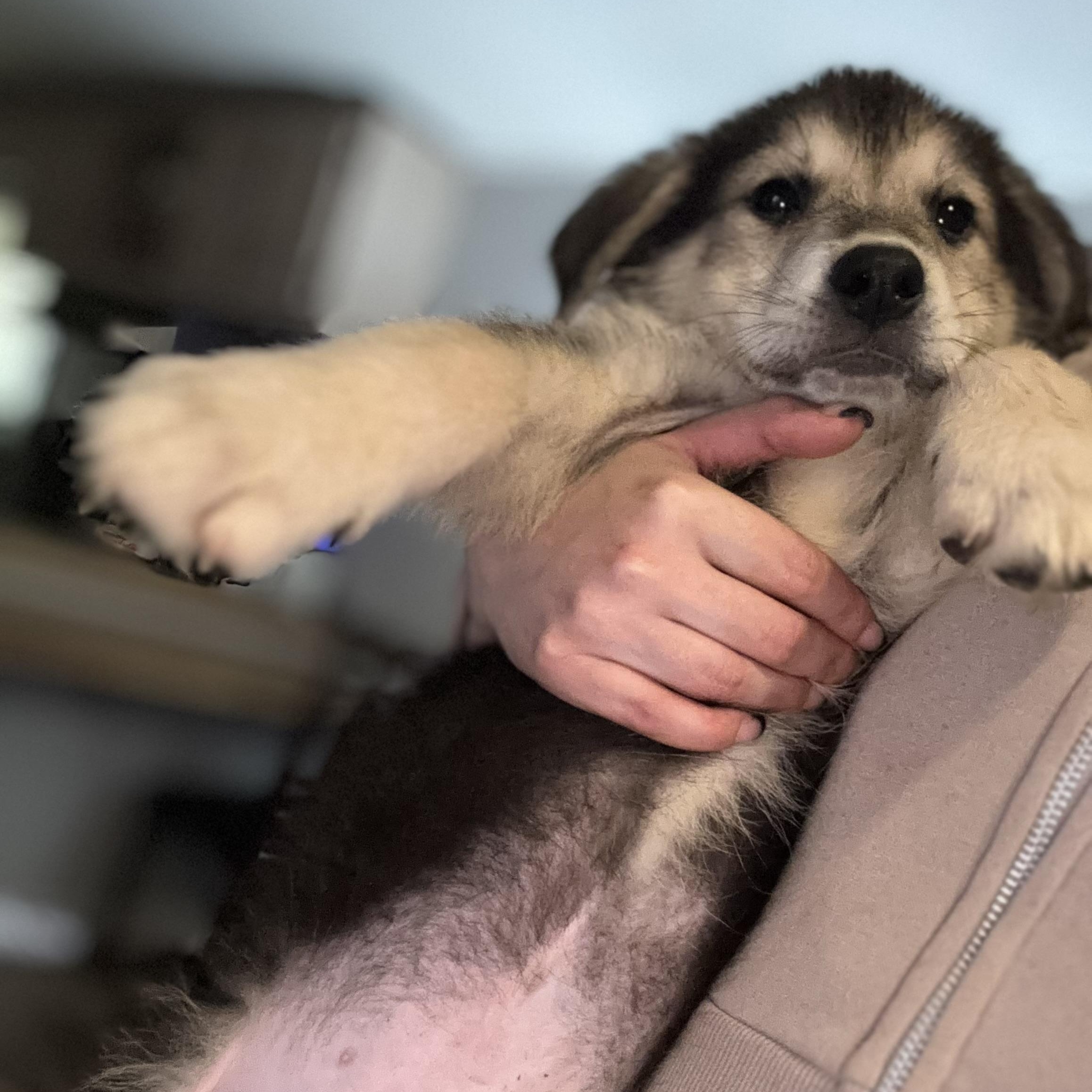 Enlarge Davie, a Adopted Mixed Breed in Salisbury, NC image 1/4