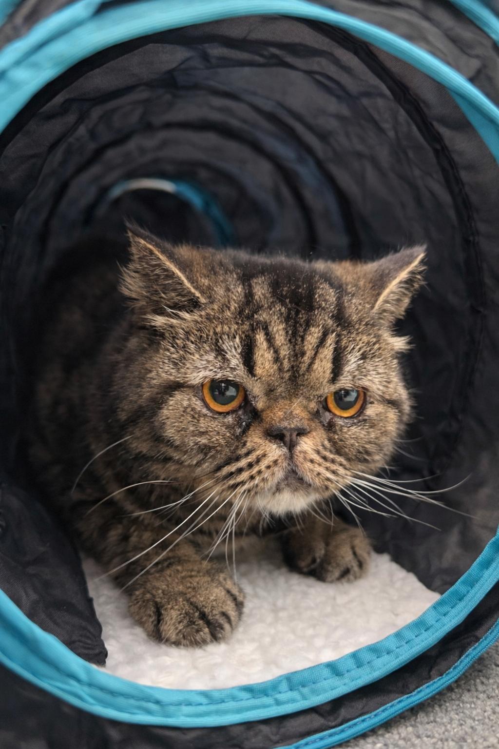 Steve — thumbnail 3