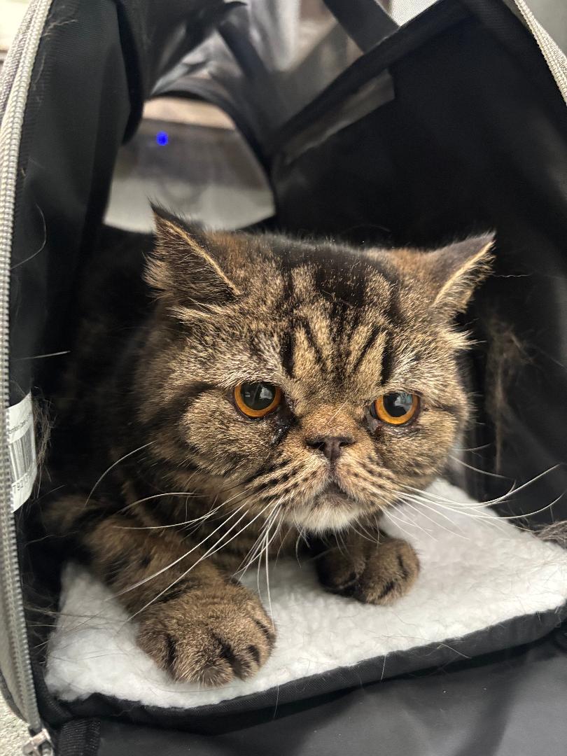 Steve — thumbnail 5