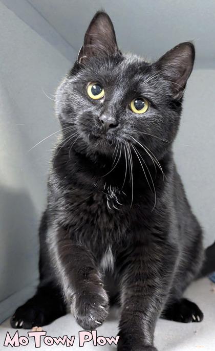 MoTown Plow, Adoptable, Adult Female Domestic Short Hair & Domestic Short Hair.