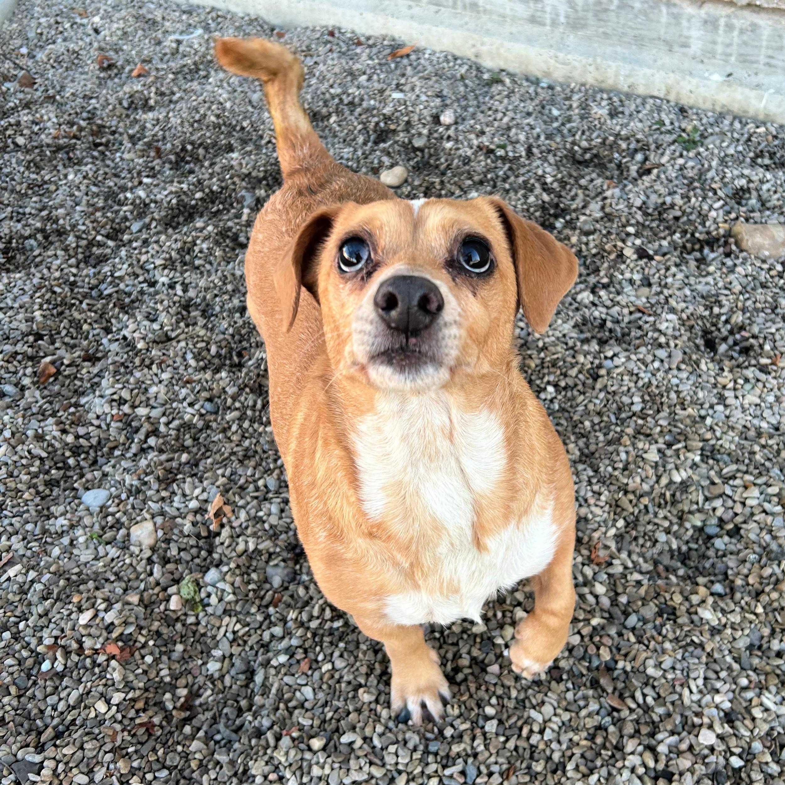 Peanut, ADOPTABLE, Senior Male Chiweenie.