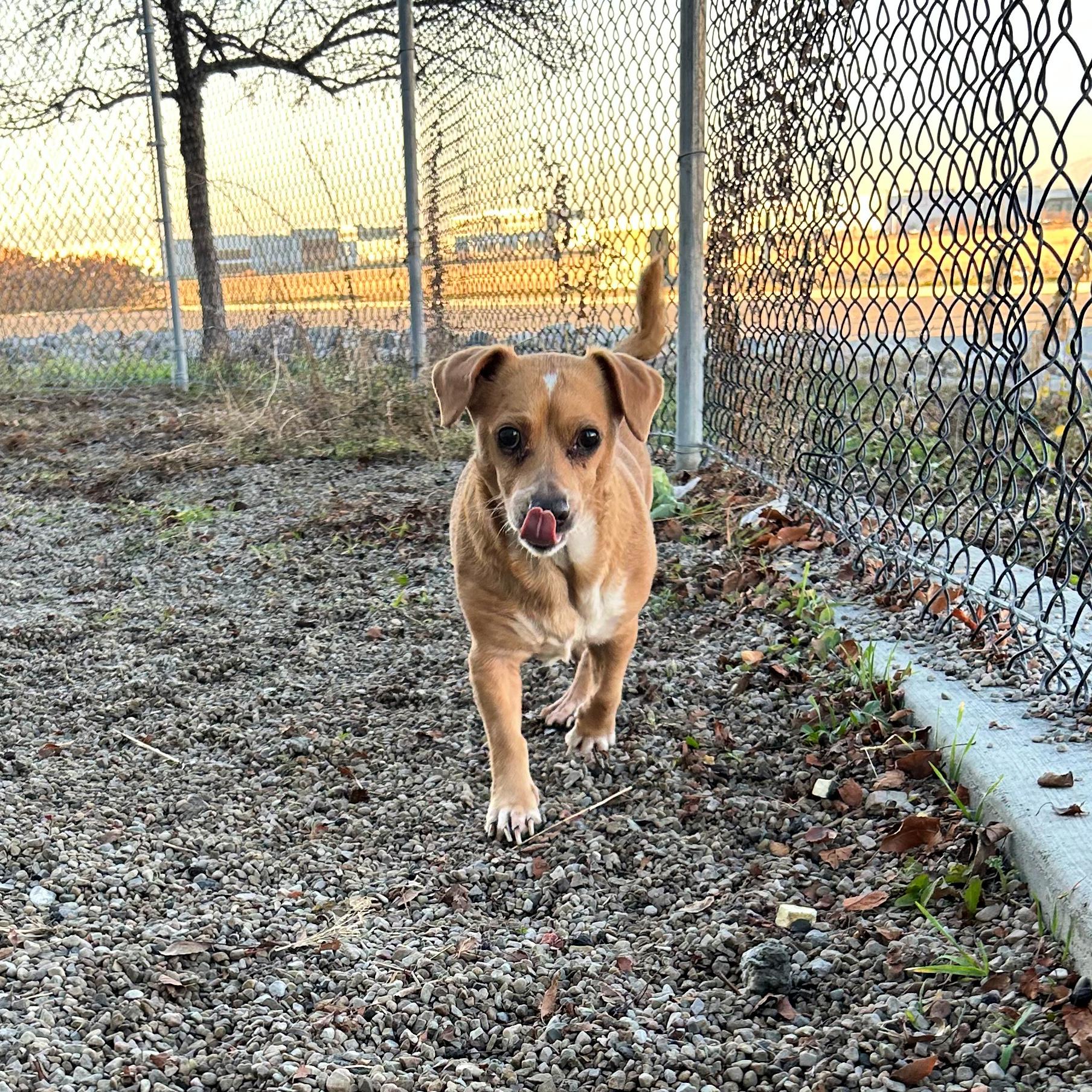 Peanut, a ADOPTABLE mixed breed in Lindon, UT image 2/5