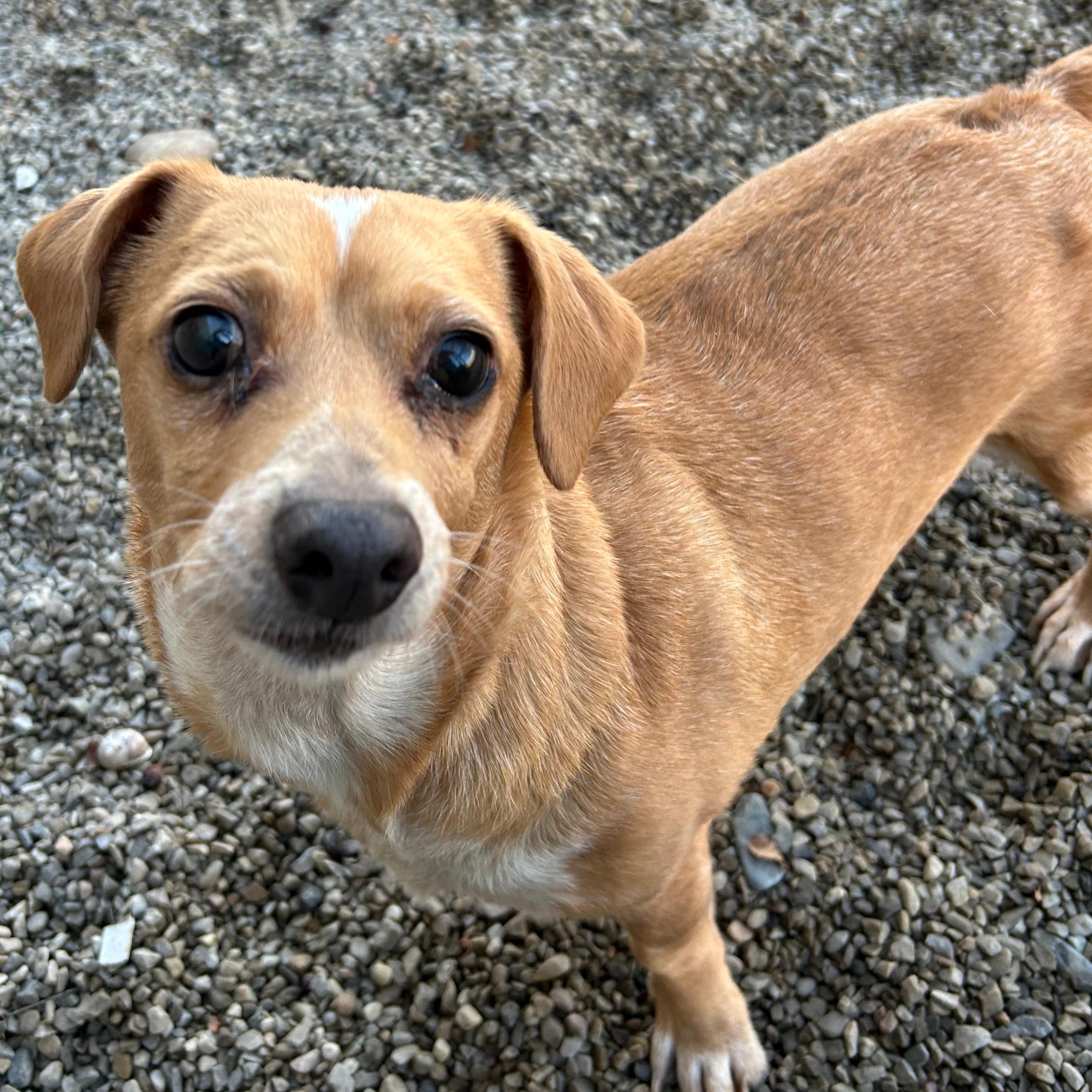 Peanut, a ADOPTABLE mixed breed in Lindon, UT image 3/5