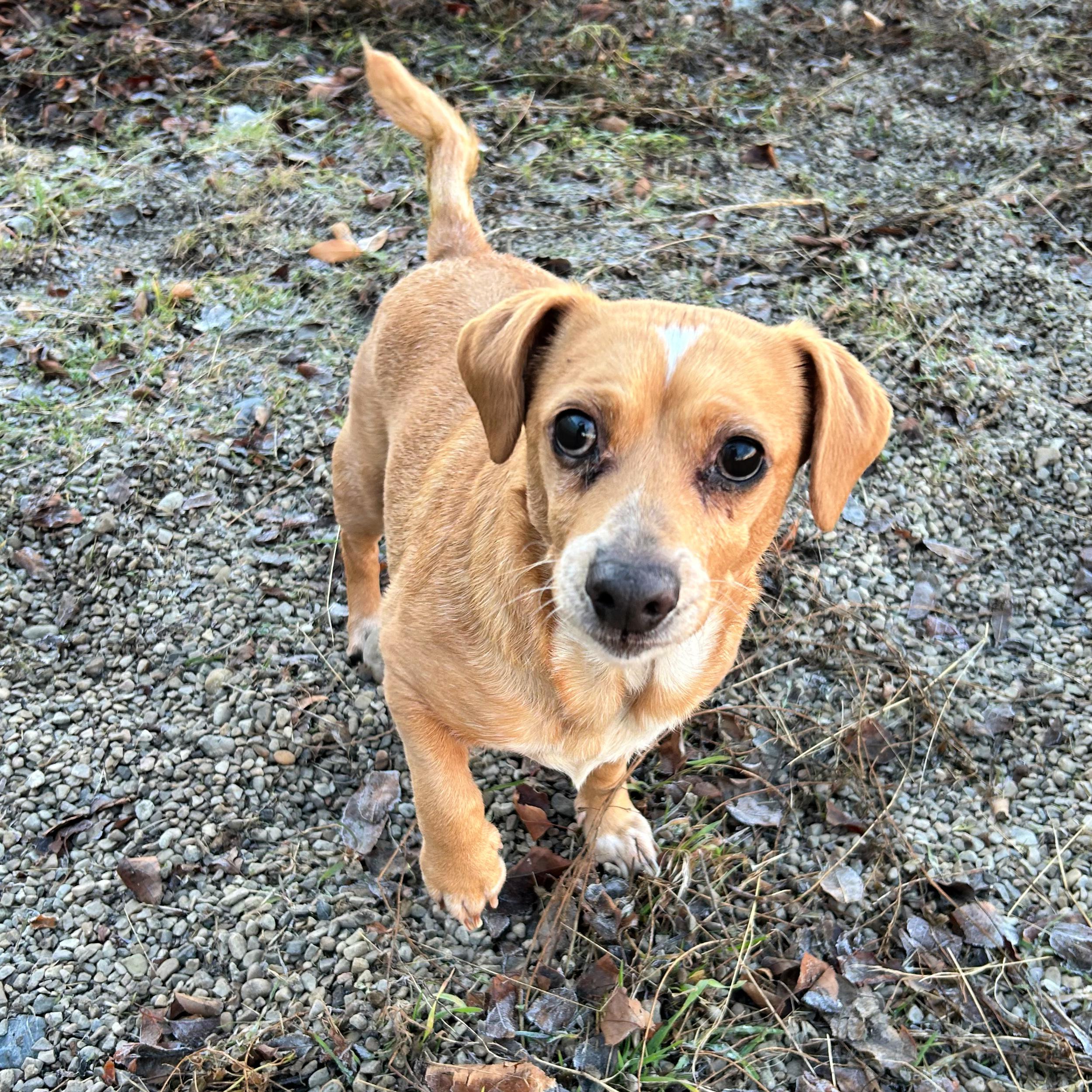 Peanut, a ADOPTABLE mixed breed in Lindon, UT image 4/5