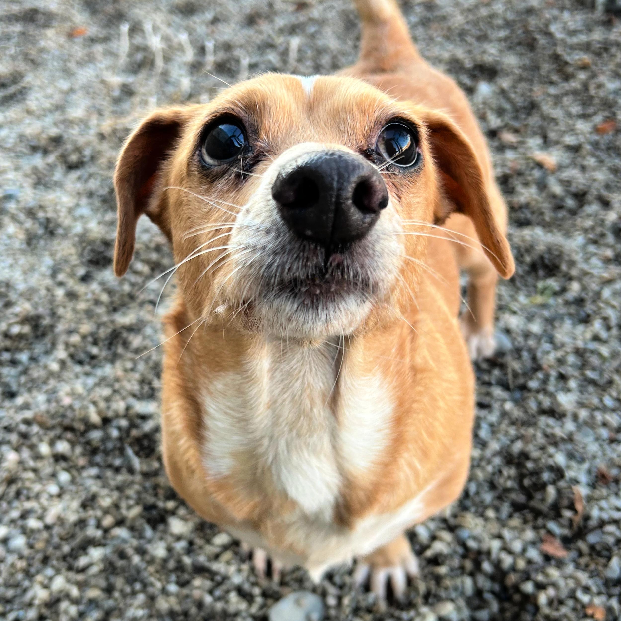 Peanut, a ADOPTABLE mixed breed in Lindon, UT image 5/5