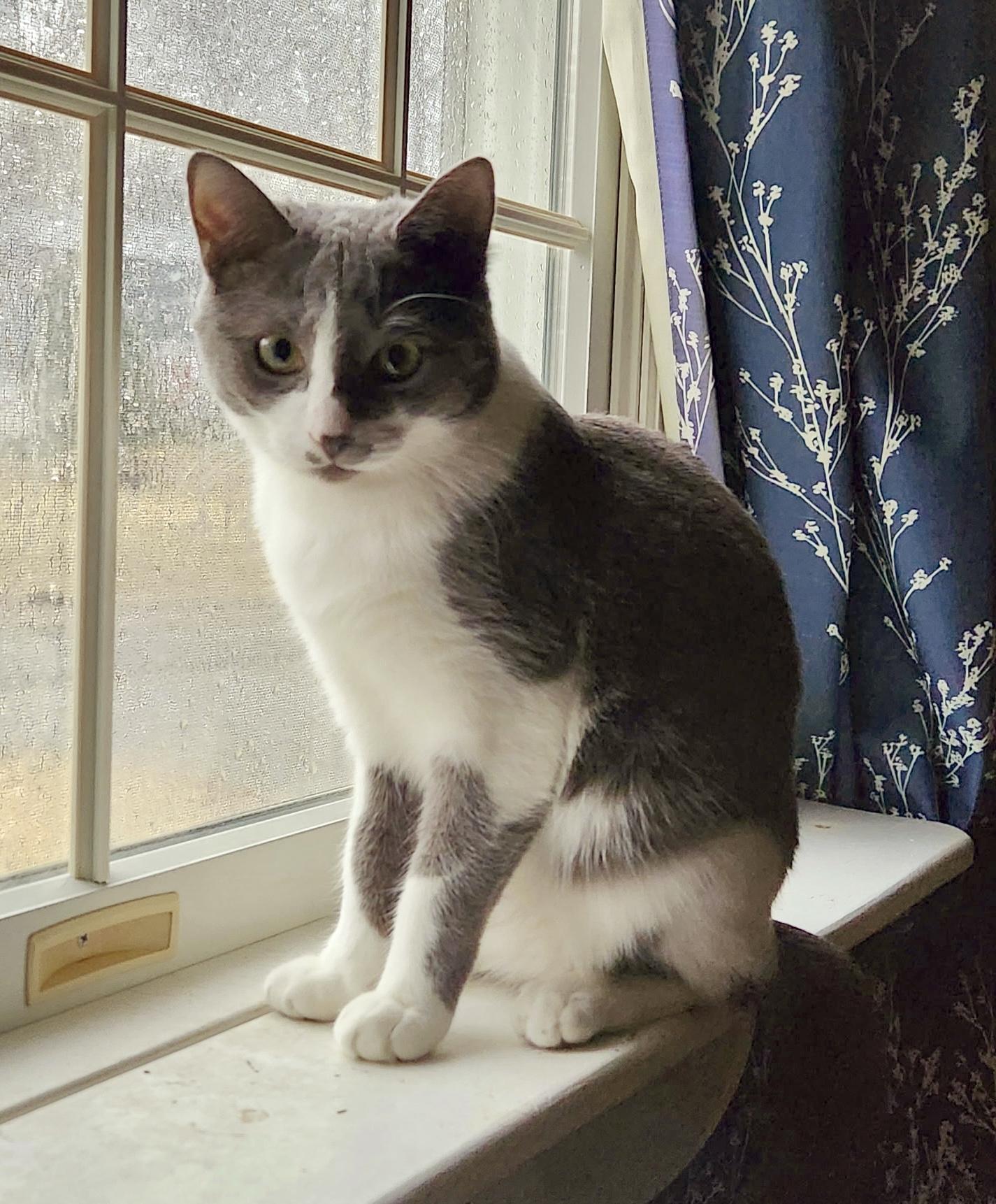 Enlarge Chessy, a Adoptable mixed breed in Bethel, CT image 5/6