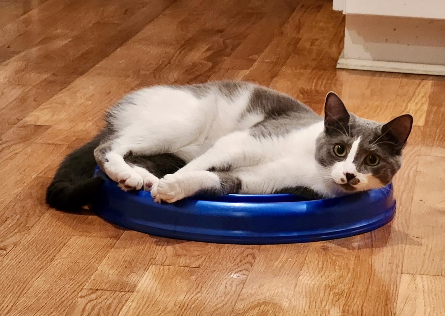 Enlarge Chessy, a Adoptable mixed breed in Bethel, CT image 2/6