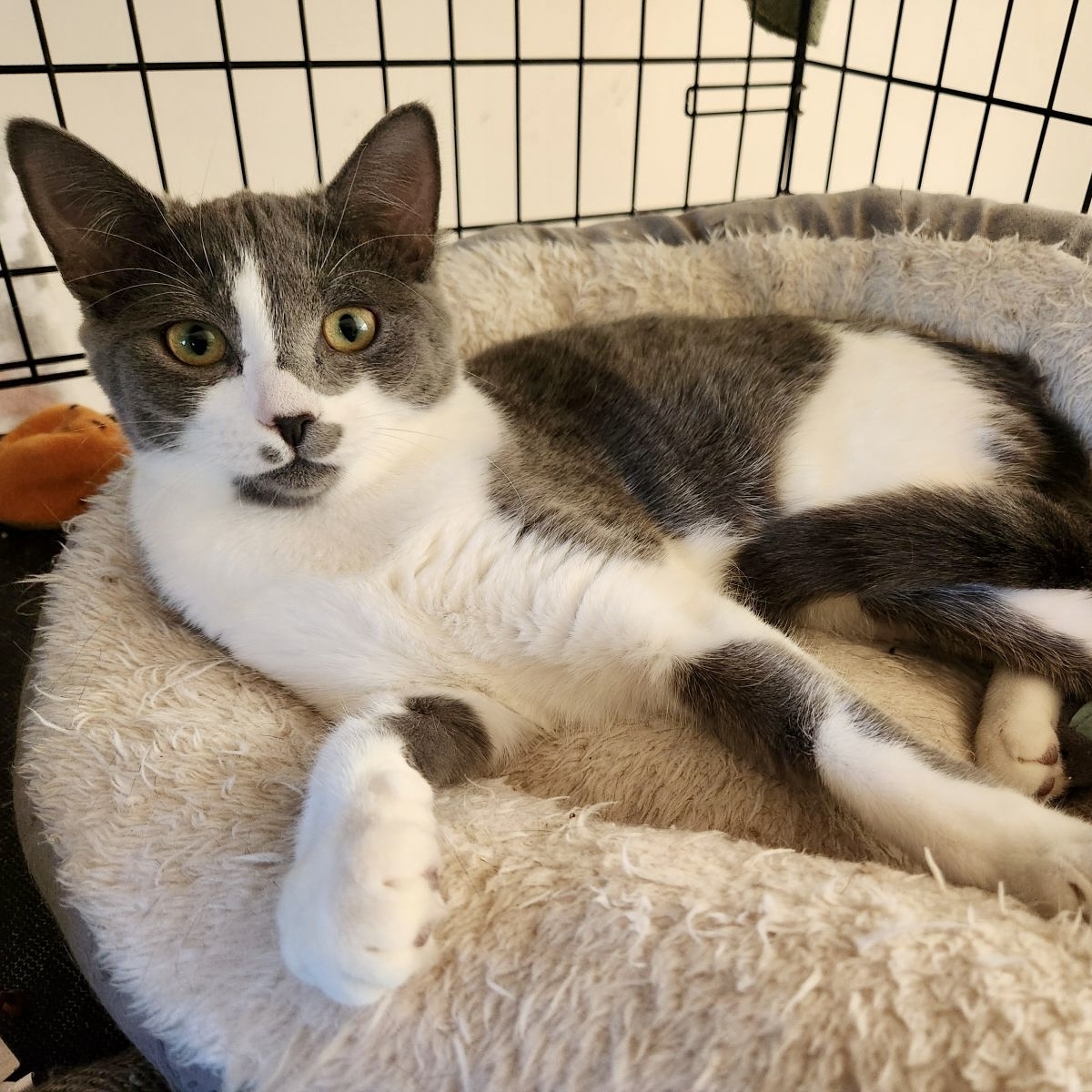 Enlarge Chessy, a Adoptable mixed breed in Bethel, CT image 3/6