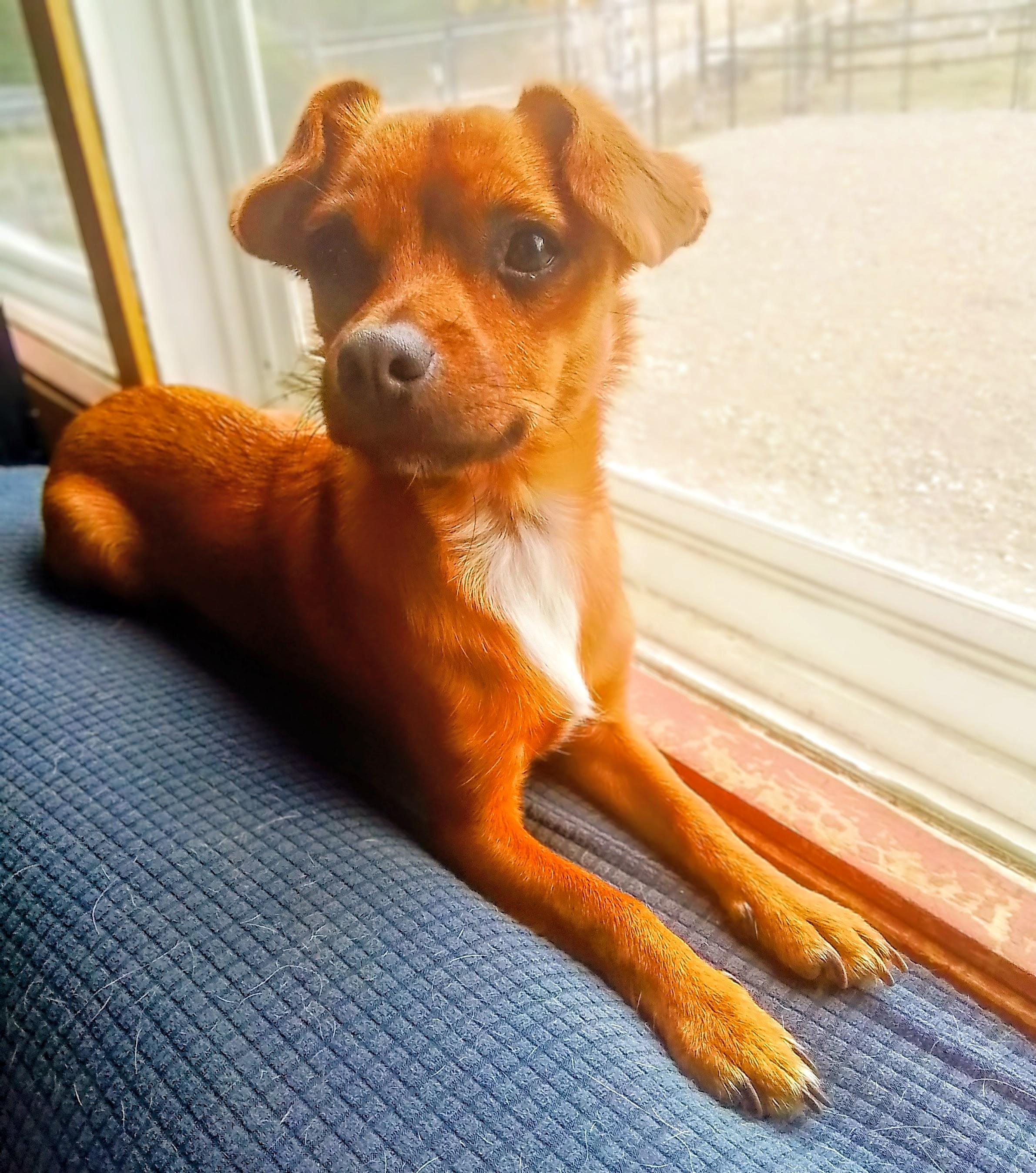 William, Adoptable, Young Male Dachshund & Chihuahua.