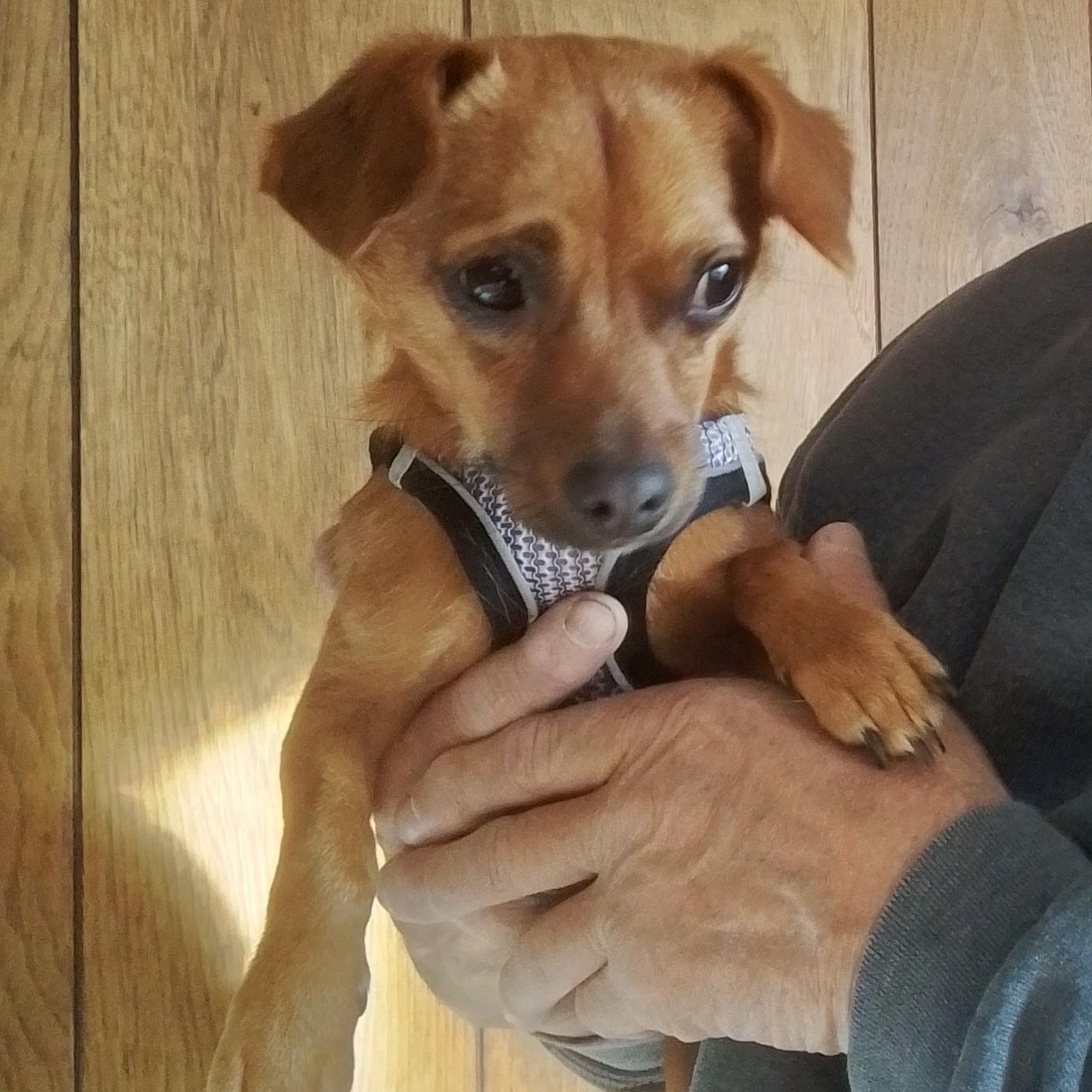 Enlarge William, a Adoptable mixed breed in Olympia, WA image 2/6