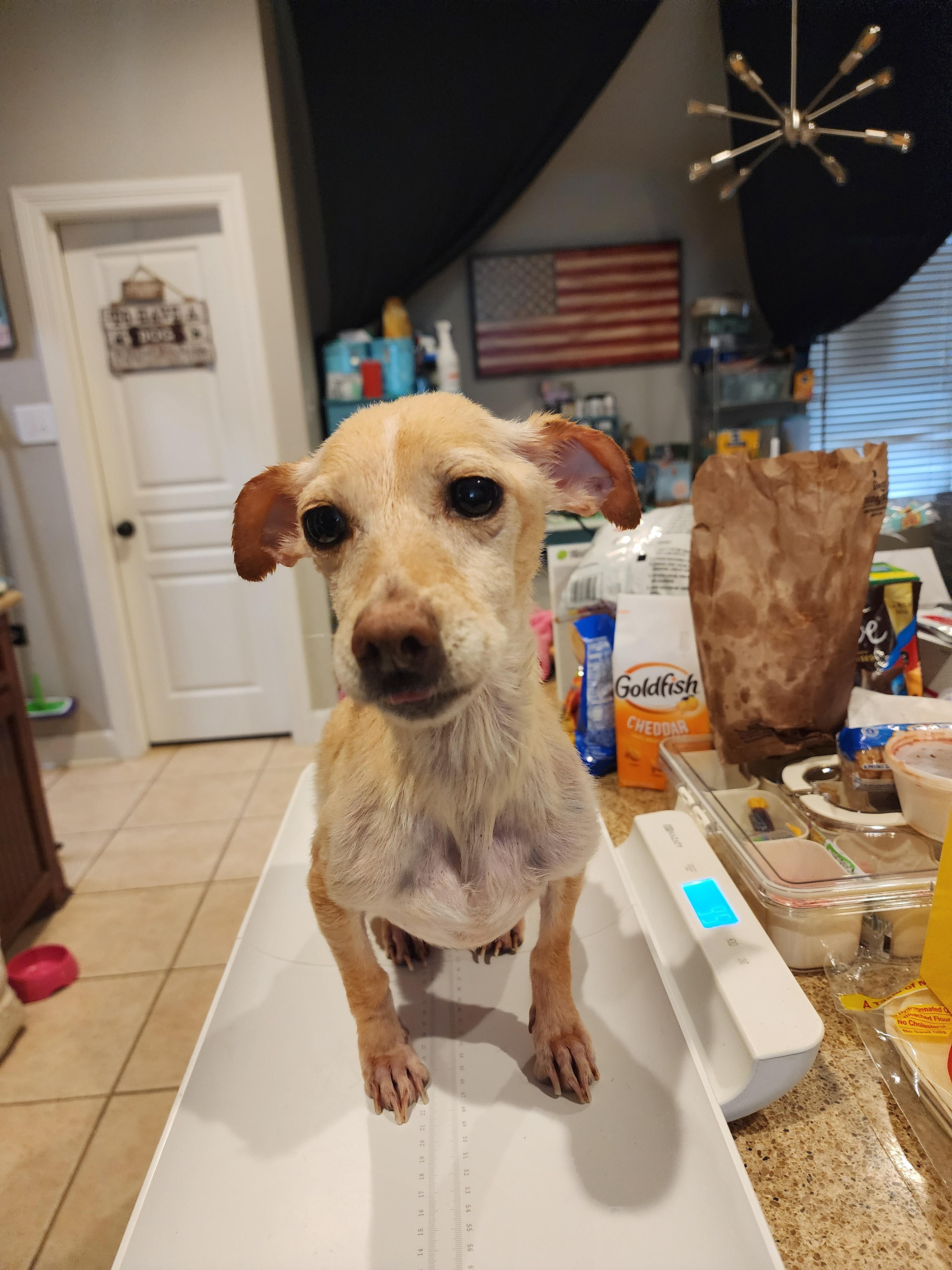 Valkyrie, a Adoptable mixed breed in Fort Worth, TX image 1/4