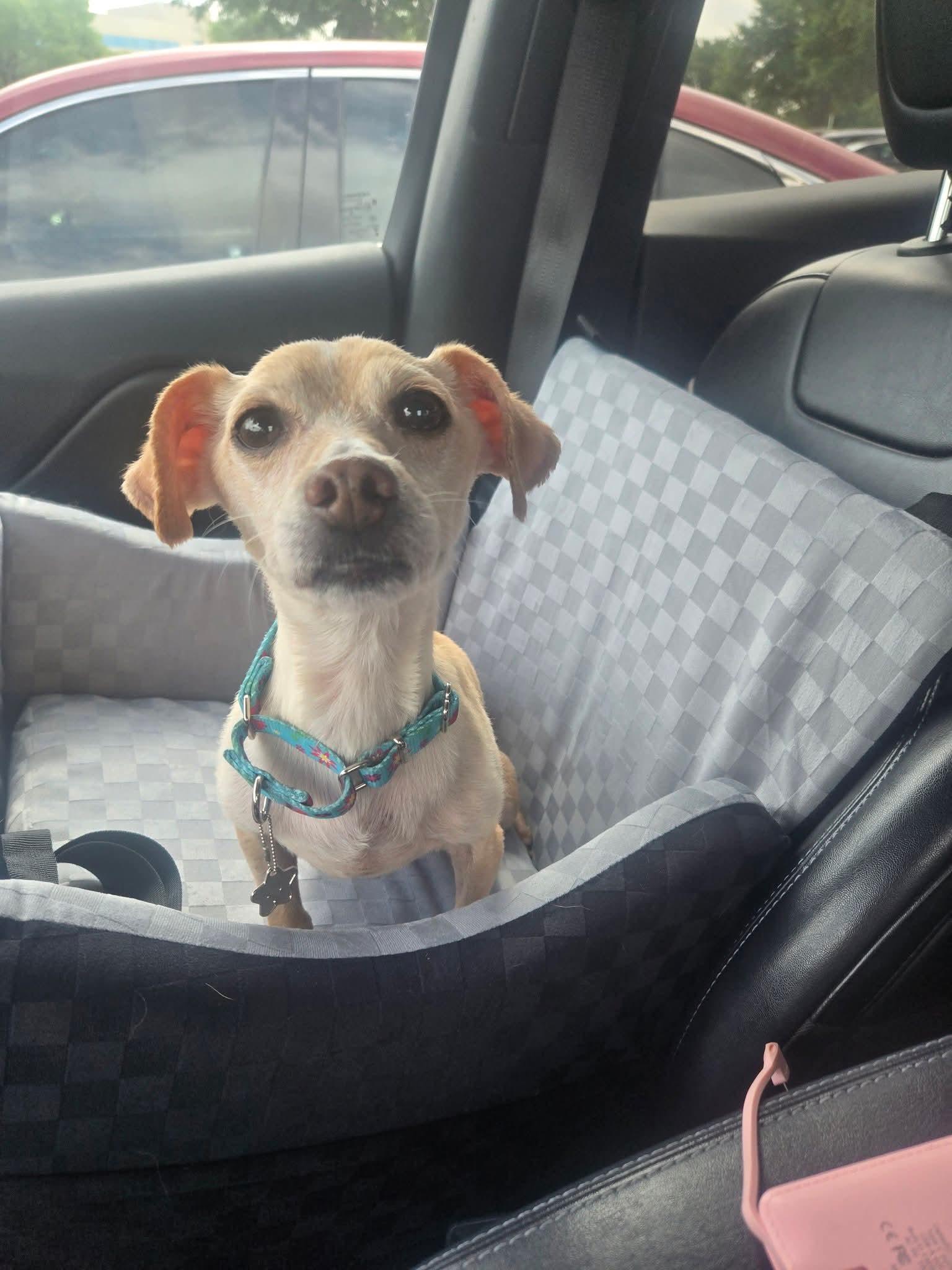 Valkyrie, a Adoptable mixed breed in Fort Worth, TX image 2/4