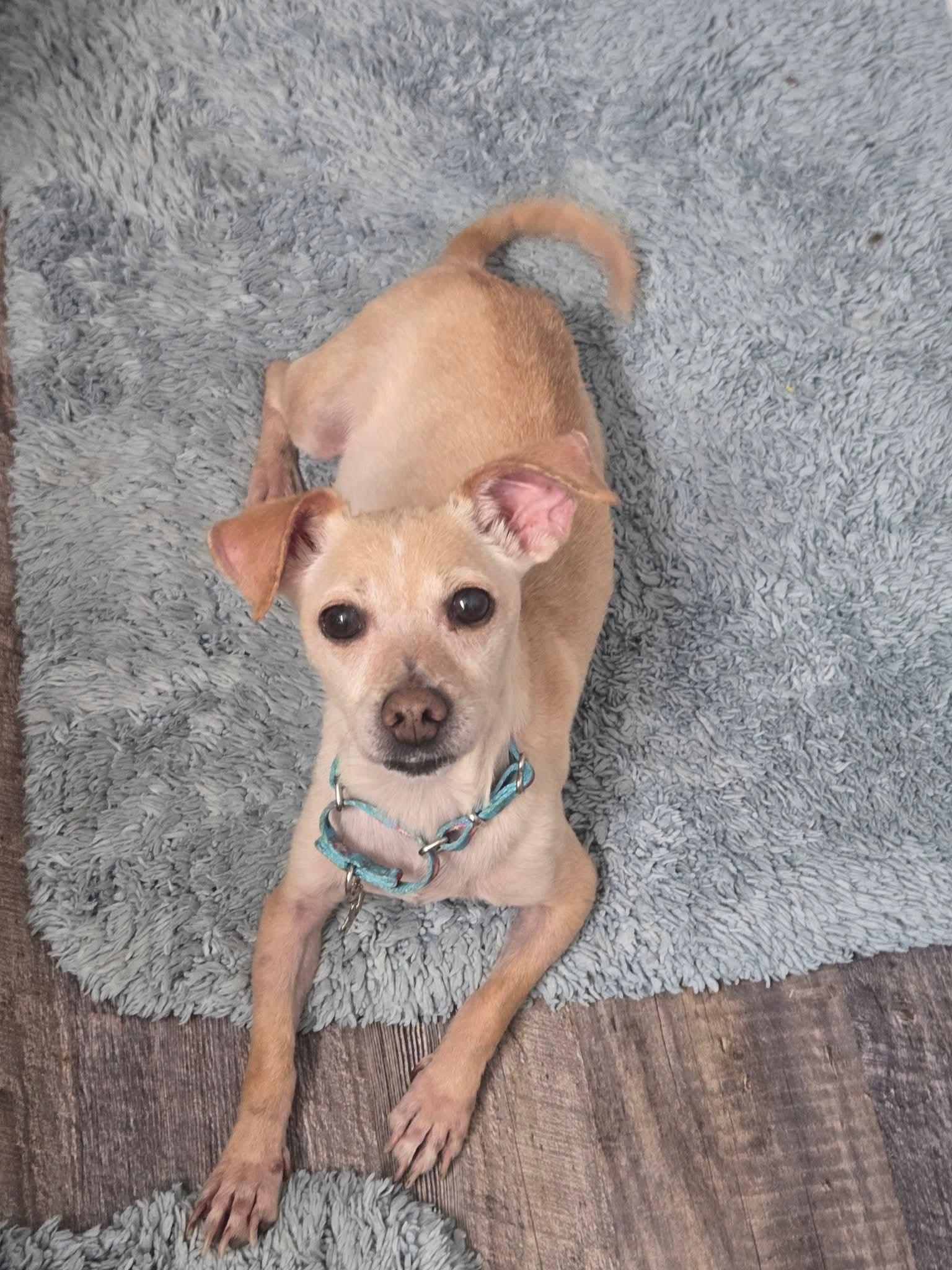 Valkyrie, a Adoptable mixed breed in Fort Worth, TX image 3/4