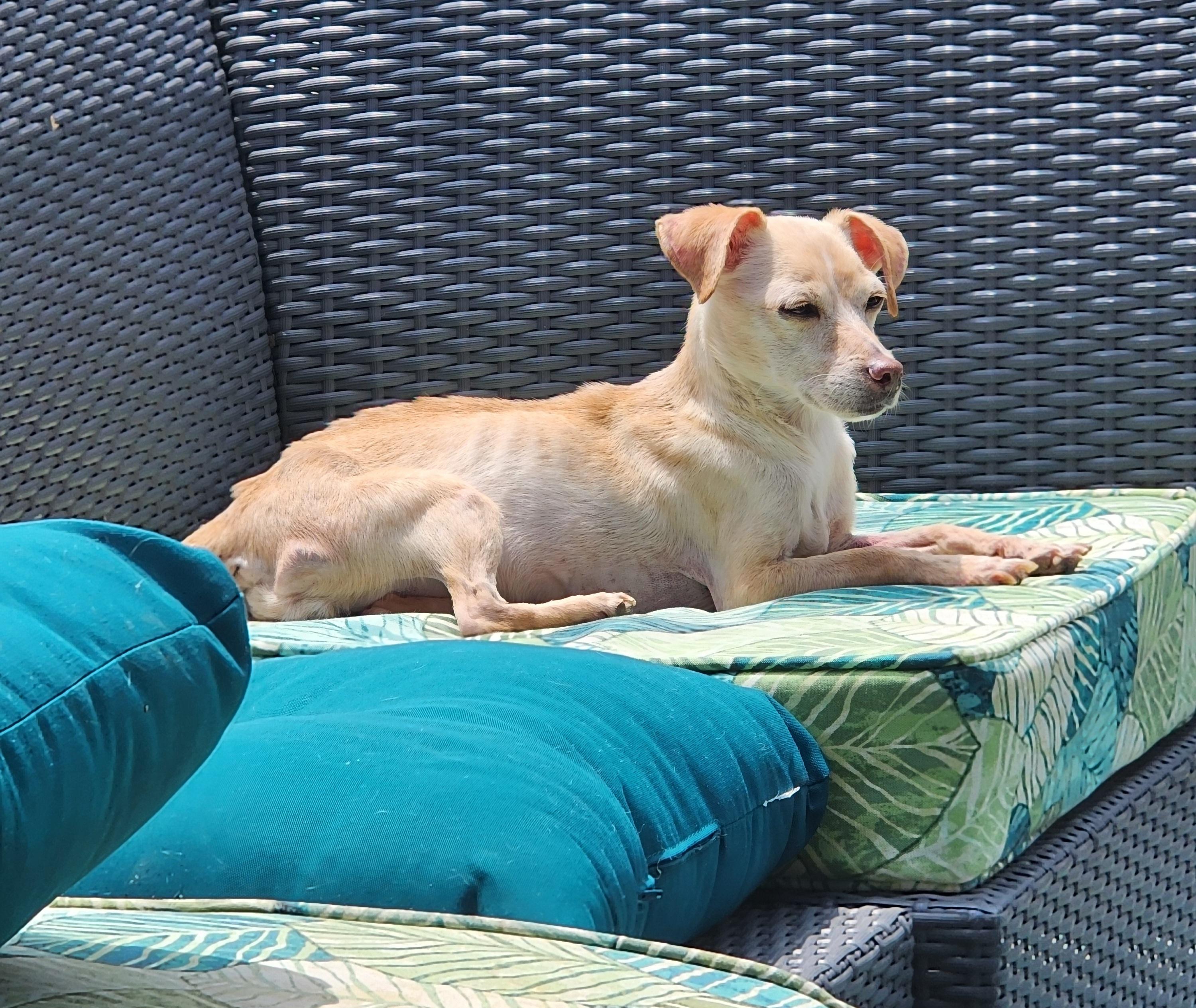 Valkyrie, a Adoptable mixed breed in Fort Worth, TX image 4/4