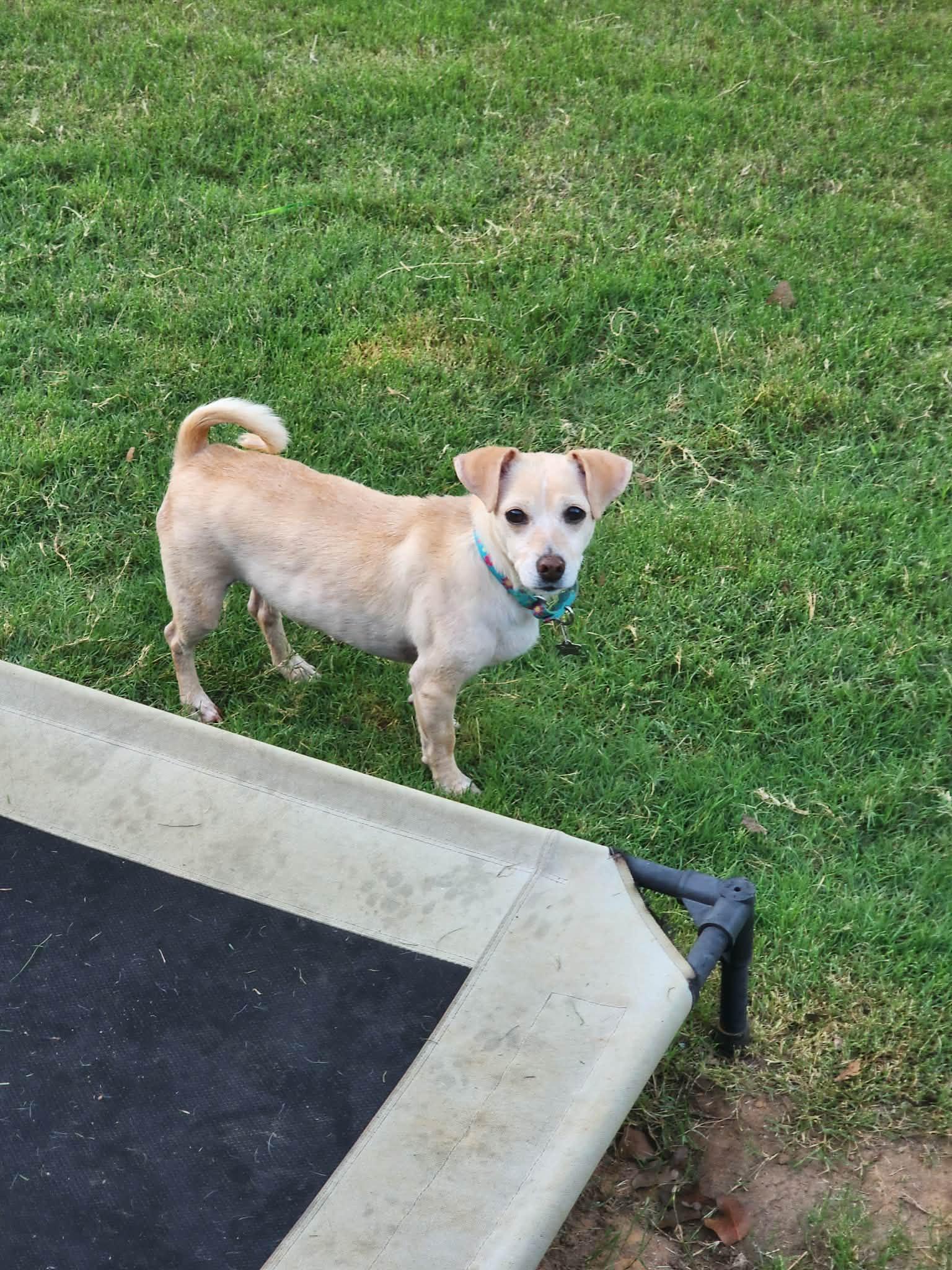 Enlarge Valkyrie, a Adoptable mixed breed in Fort Worth, TX image 5/5