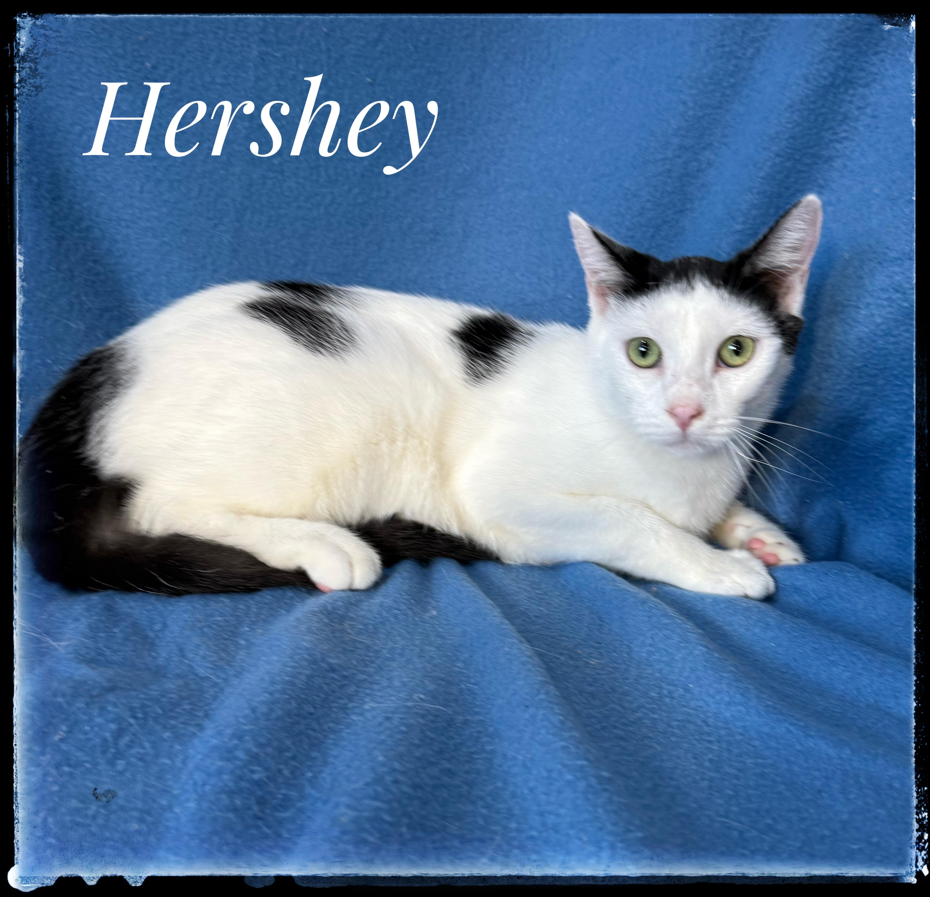 Hershey, Adoptable, Young Male Domestic Short Hair.