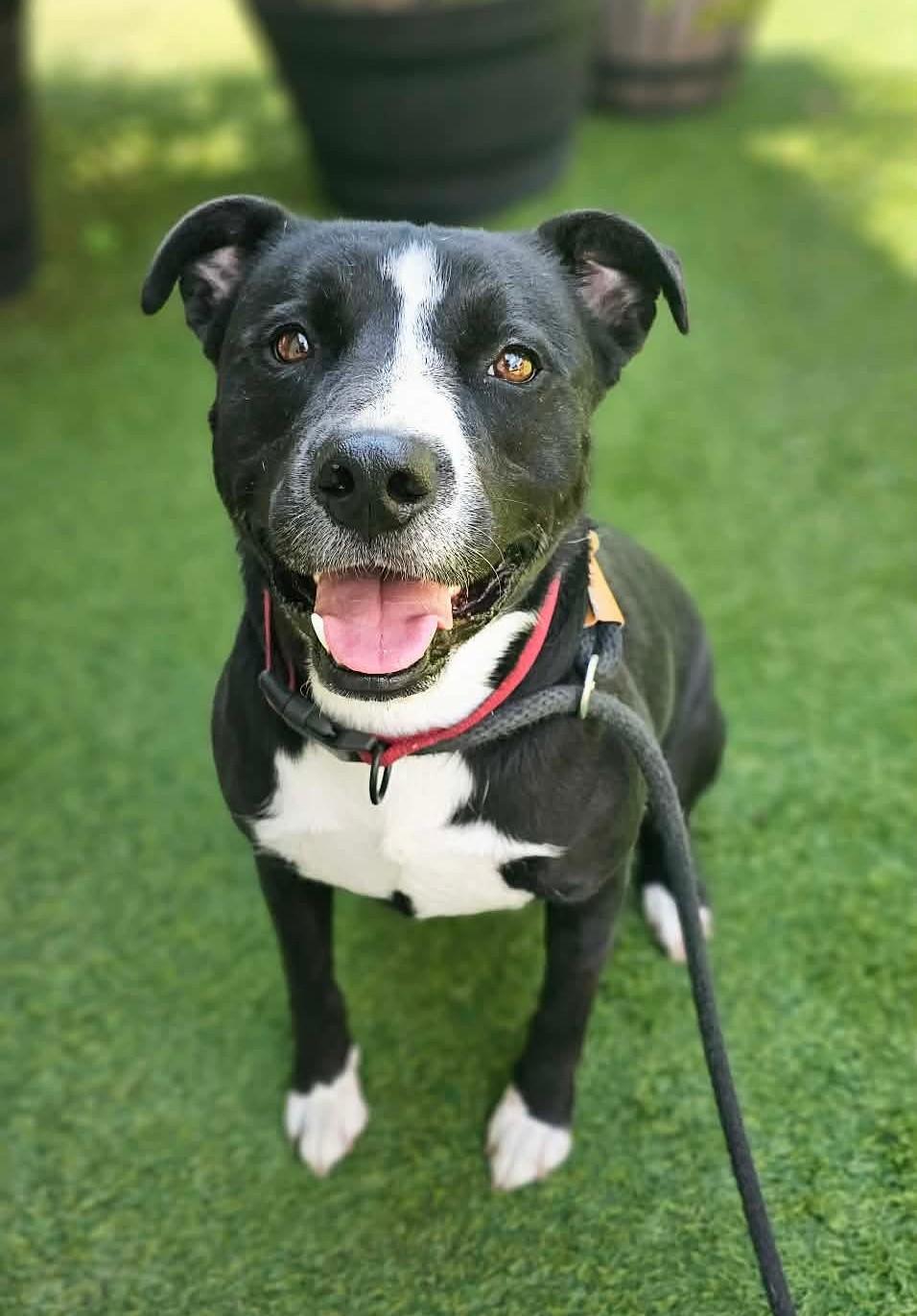 Dex photo
