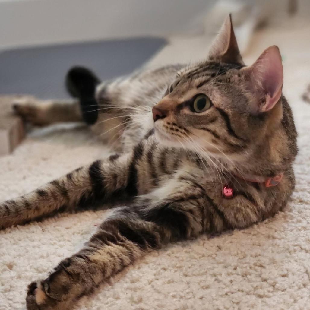 Enlarge Lilith, a Adoptable Domestic Short Hair in Silver Spring, MD image 1/6