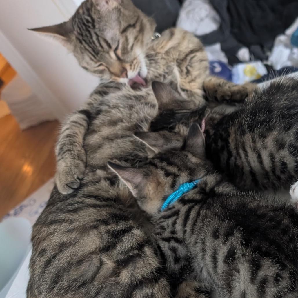 Enlarge Lilith, a Adoptable Domestic Short Hair in Silver Spring, MD image 1/4