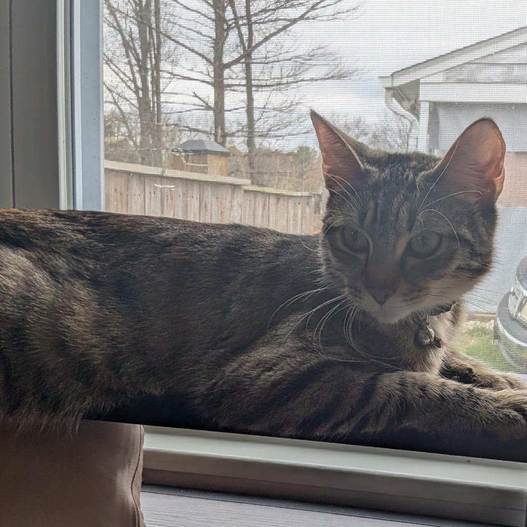 Enlarge Lilith, a Adoptable Domestic Short Hair in Silver Spring, MD image 2/4