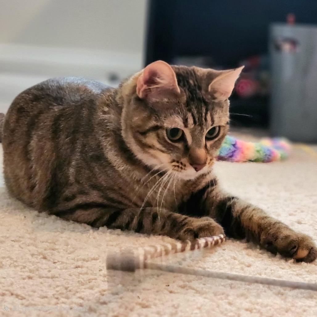 Enlarge Lilith, a Adoptable Domestic Short Hair in Silver Spring, MD image 4/6