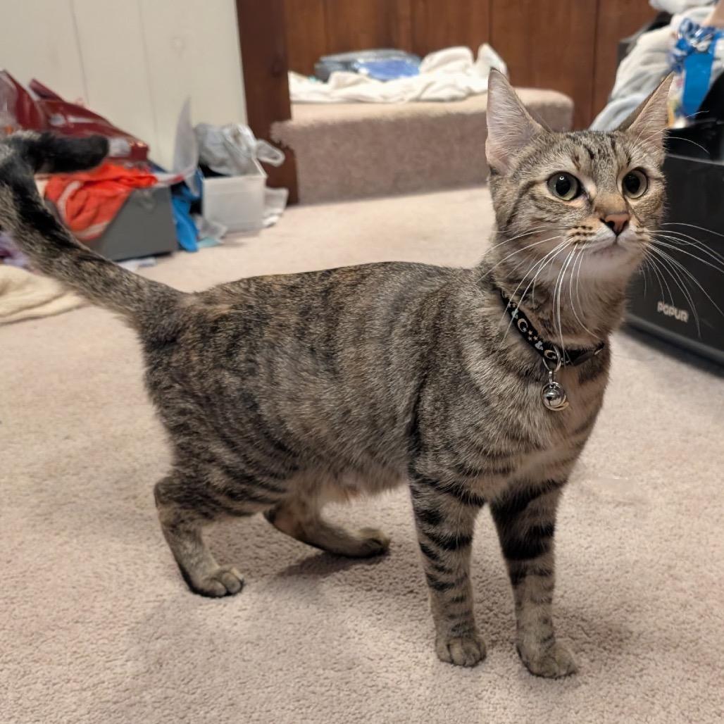 Enlarge Lilith, a Adoptable Domestic Short Hair in Silver Spring, MD image 3/4