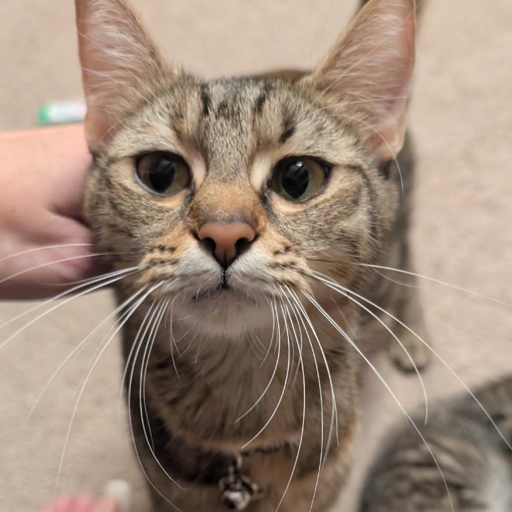 Enlarge Lilith, a Adoptable Domestic Short Hair in Silver Spring, MD image 4/4