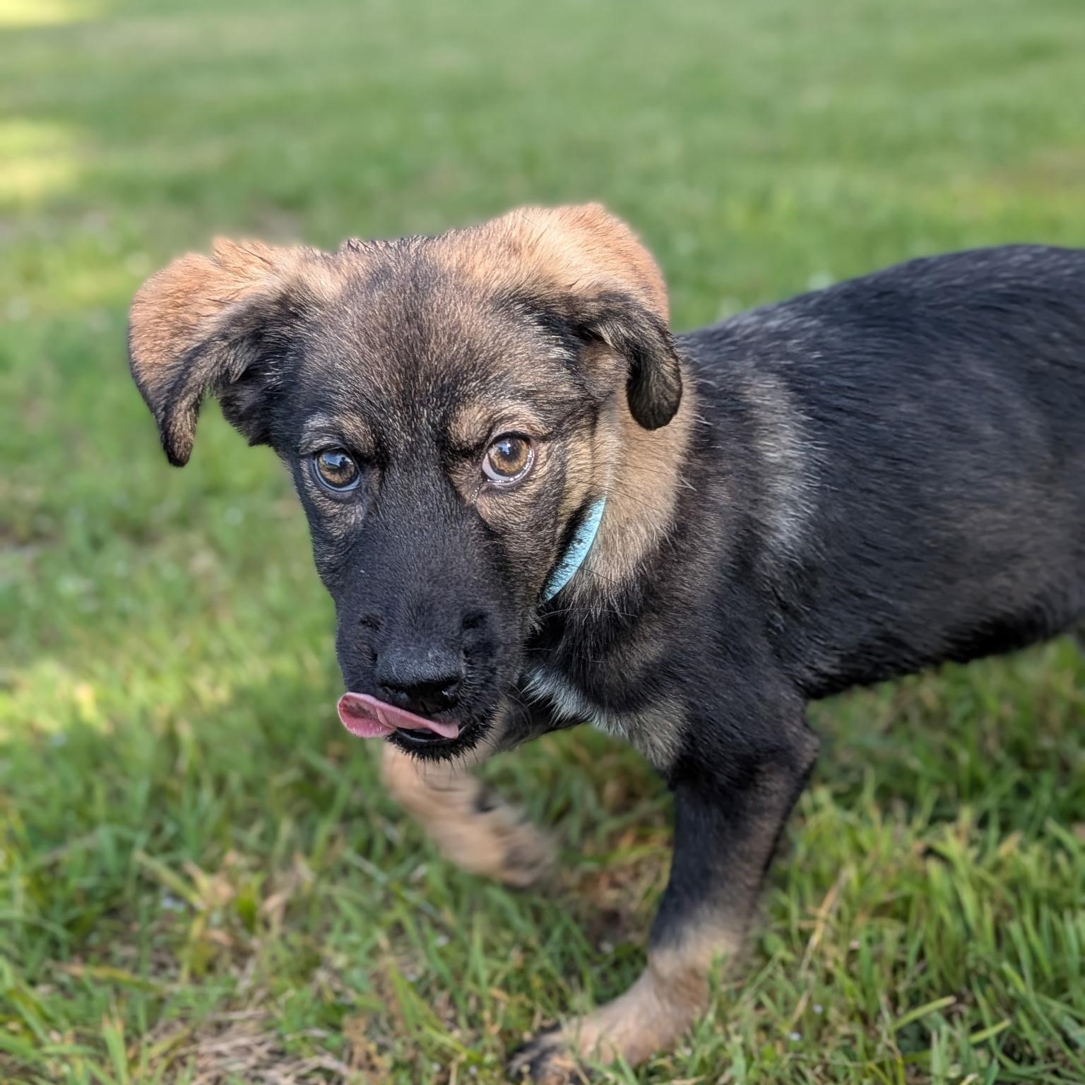Pickles, an adoptable mixed breed in Spring hill, TN image 6/6