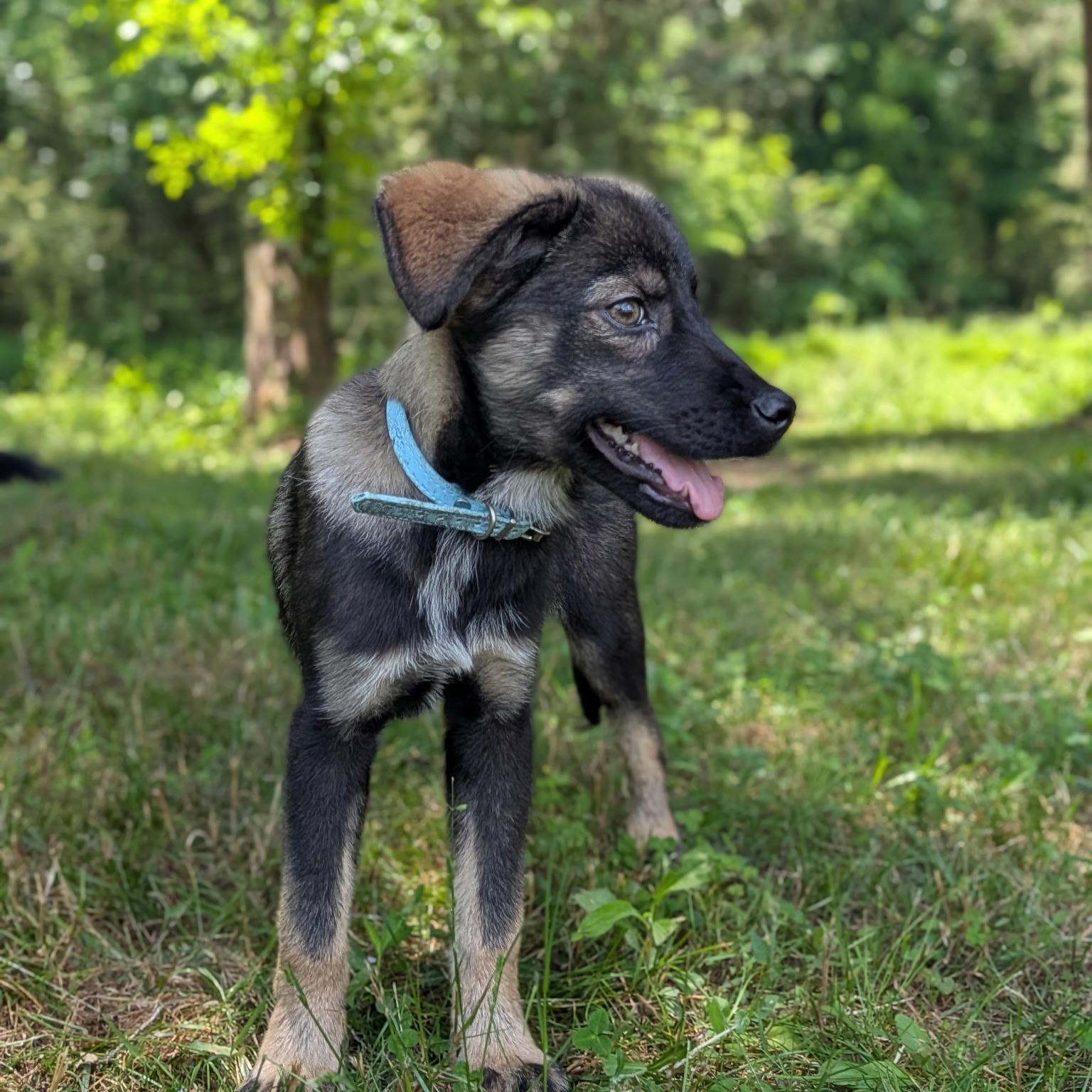 Pickles, an adoptable mixed breed in Spring hill, TN image 2/6