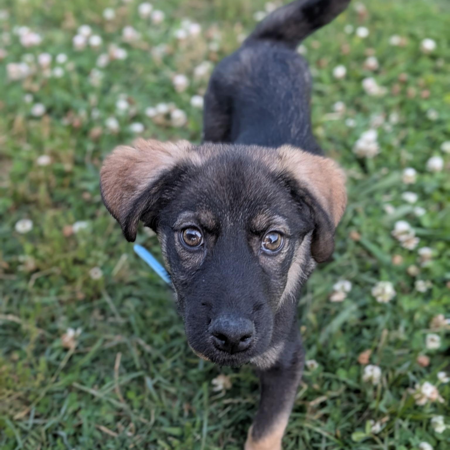 Pickles, an adoptable mixed breed in Spring hill, TN image 3/6