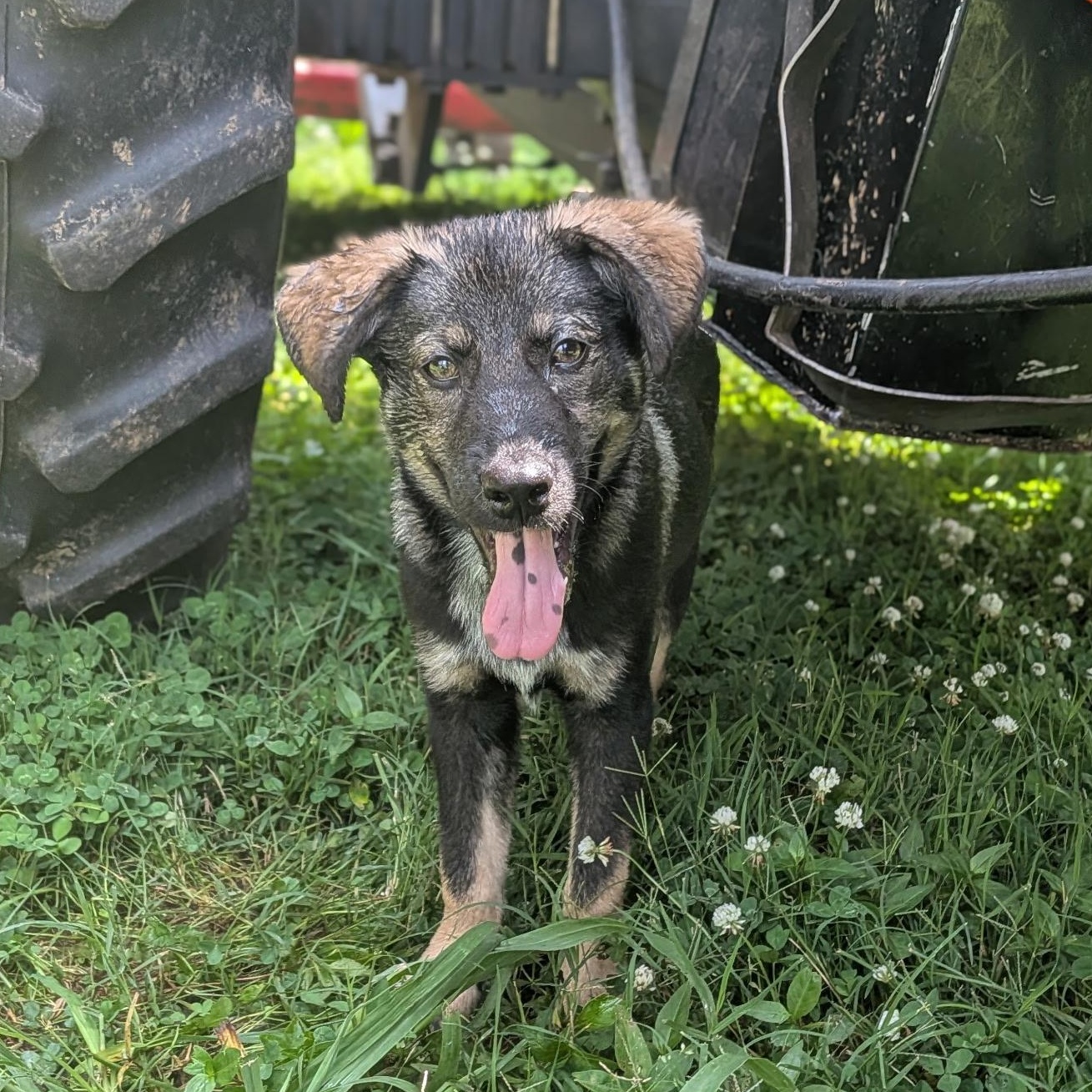 Pickles, an adoptable mixed breed in Spring hill, TN image 1/6