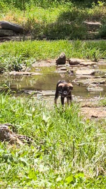 Enlarge Pickles, an adoptable mixed breed in Spring hill, TN video 4/6