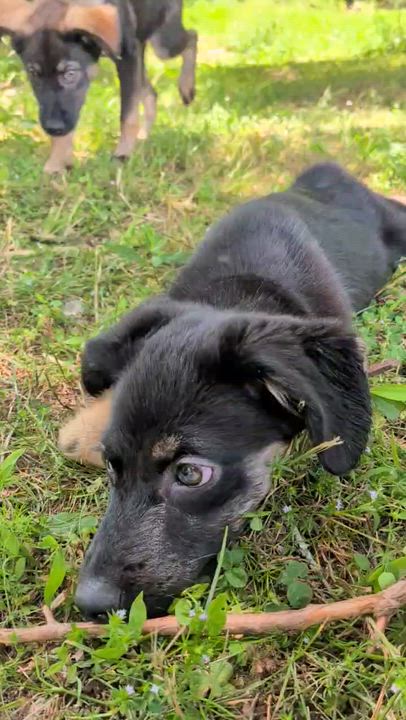Enlarge Pickles, an adoptable mixed breed in Spring hill, TN video 5/6