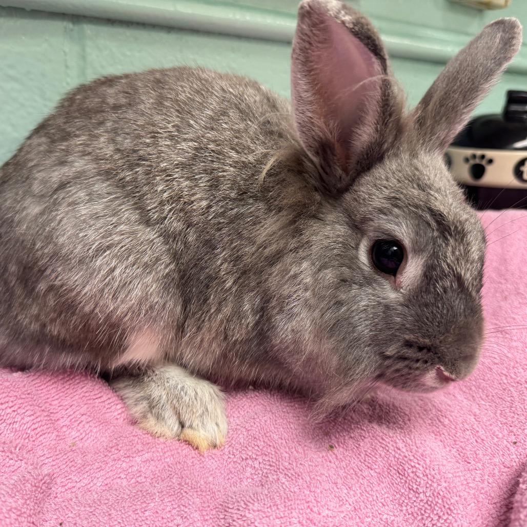 Enlarge Peridot, a Adoptable American in Waukesha, WI image 1/1