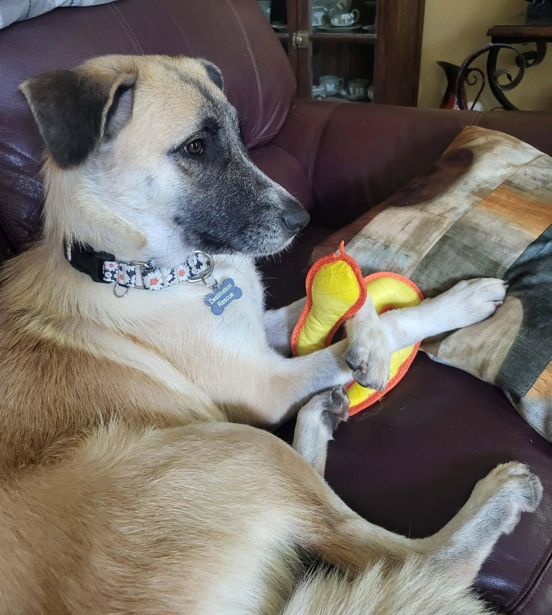 Enlarge Roo, a Adopted mixed breed in Cincinnati, OH image 2/6