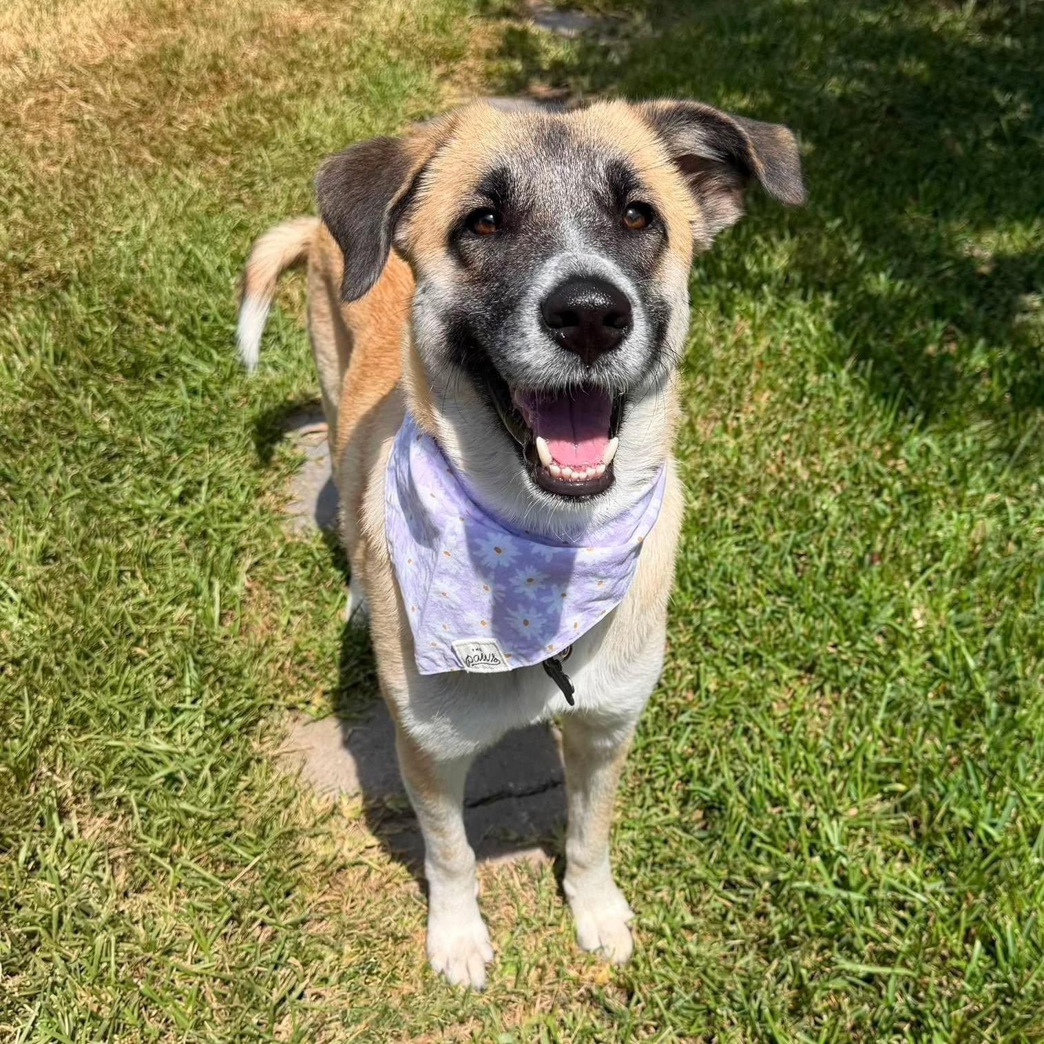 Roo, Adopted, Young Female Anatolian Shepherd & Labrador Retriever.