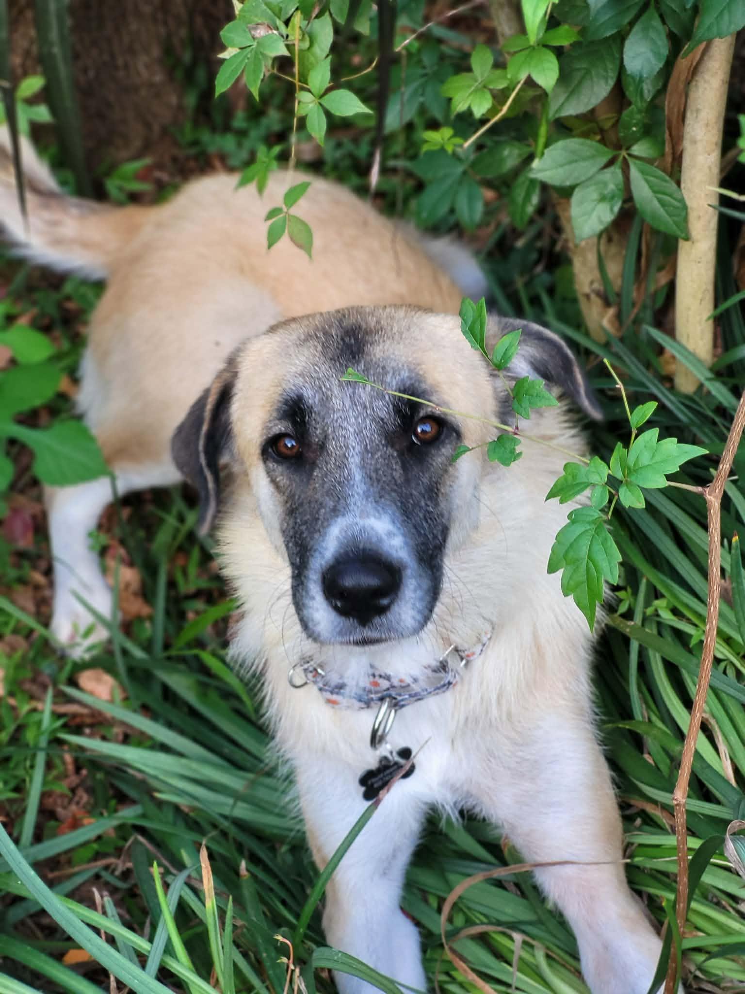 Enlarge Roo, a Adopted mixed breed in Cincinnati, OH image 3/6
