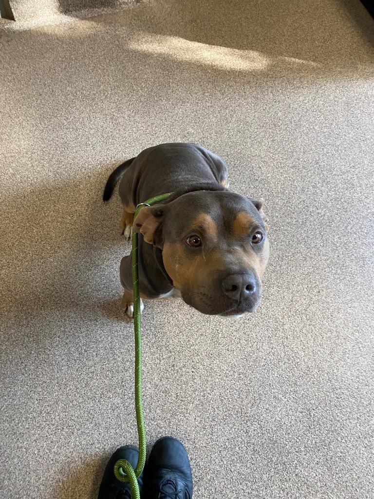 Titus, Adoptable, Adult Male American Bulldog.